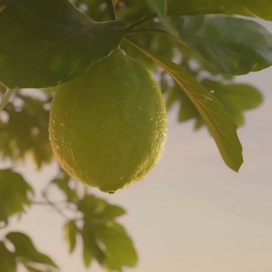 Midnight Bergamot – Sanctuary